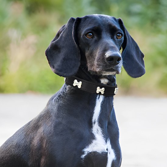 Collier pour chien