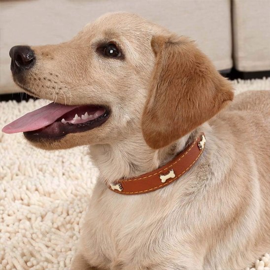 Collier pour chien