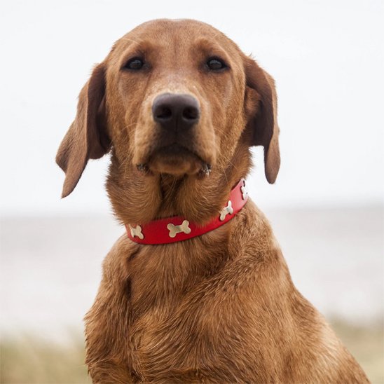 Collier pour chien