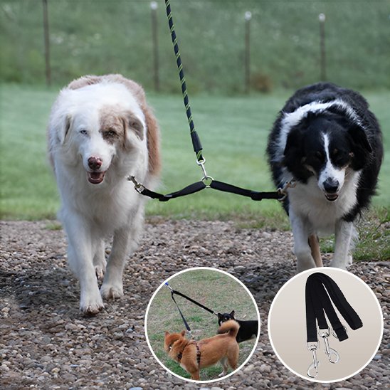 Laisse double pour chien