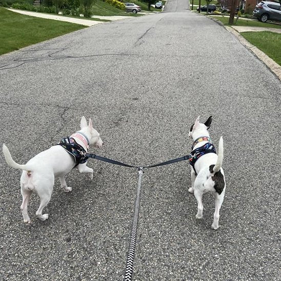 Laisse double pour chien