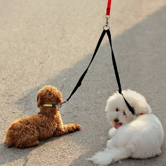 Laisse double pour chien