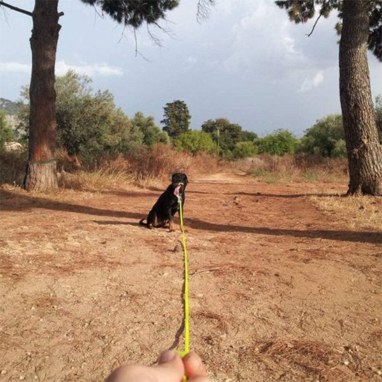 Laisse pour chien