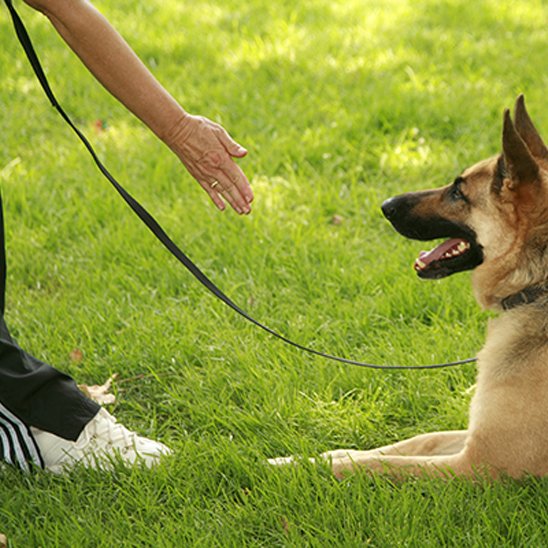 Laisse pour chien