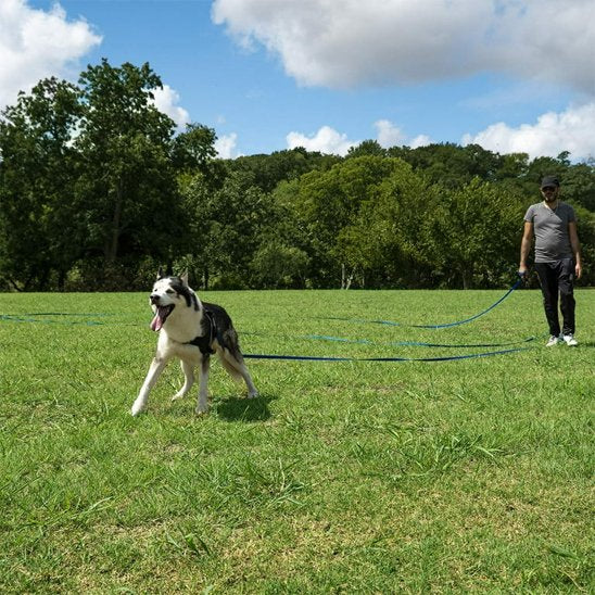 Laisse pour chien